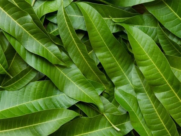 1kg Organic Mango Tea Leaves - Image 2