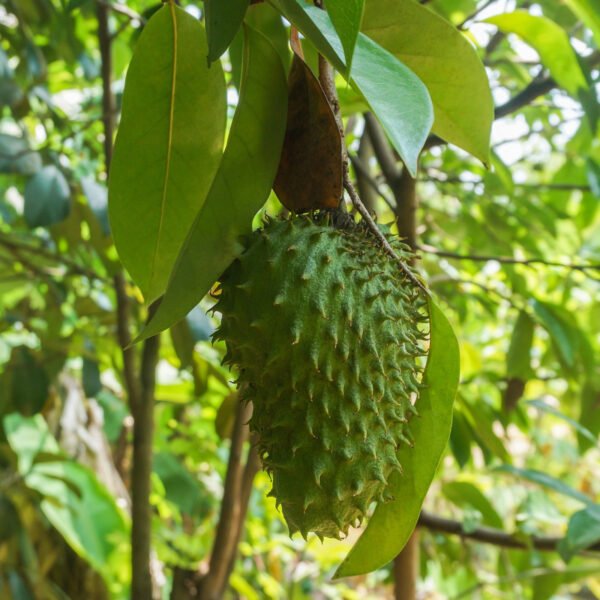 1kg Organic Dried Soursop Tea Leaves - Image 2