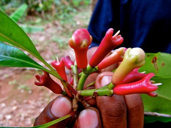 1kg Organic Zanzibar Redhead Clove - Image 3