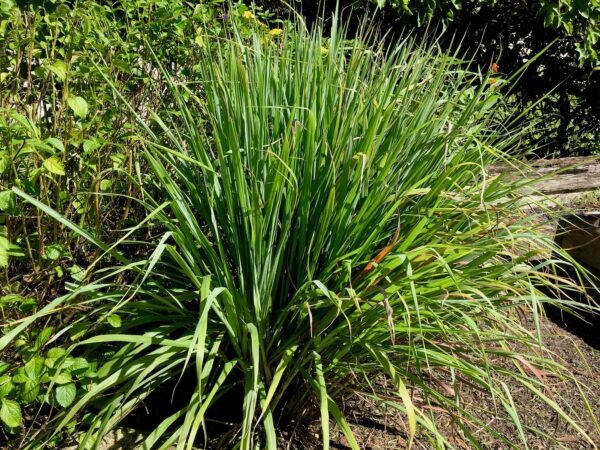 500G Organic Dried Lemongrass - Image 3