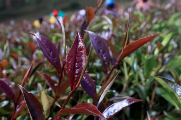 500g Kenyan Purple Tea - Image 3