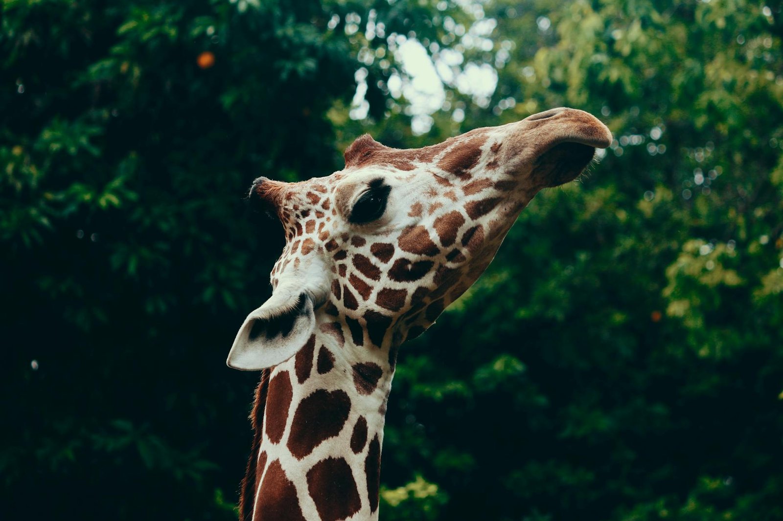 selective focus photography of giraffe head