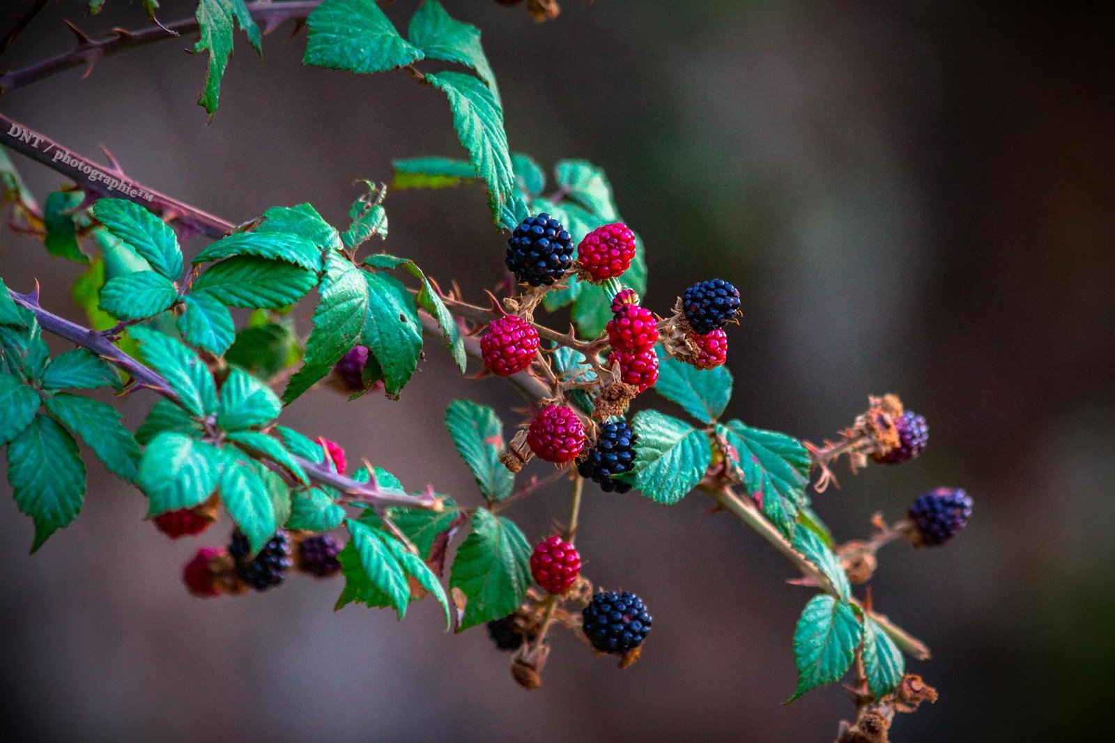 red raspberries