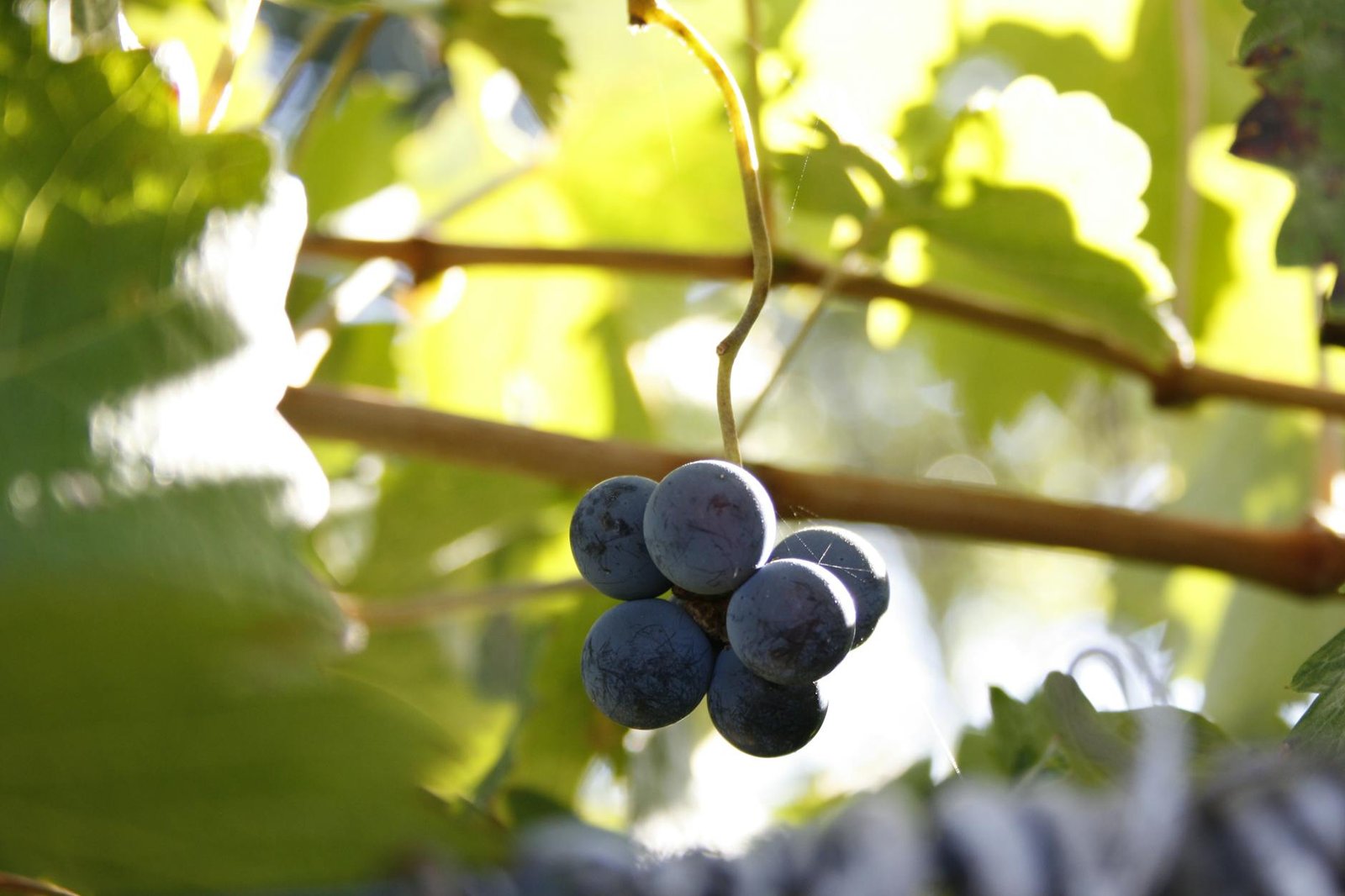 close up of grapes