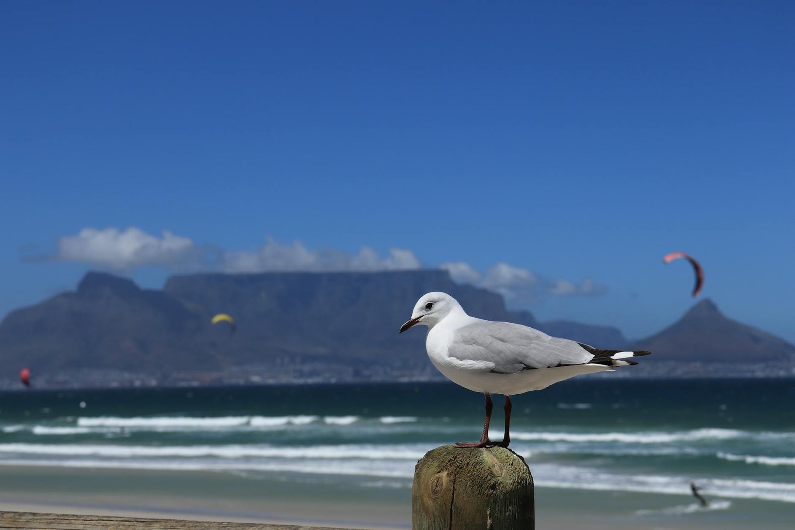 seagull perched with table mountain view