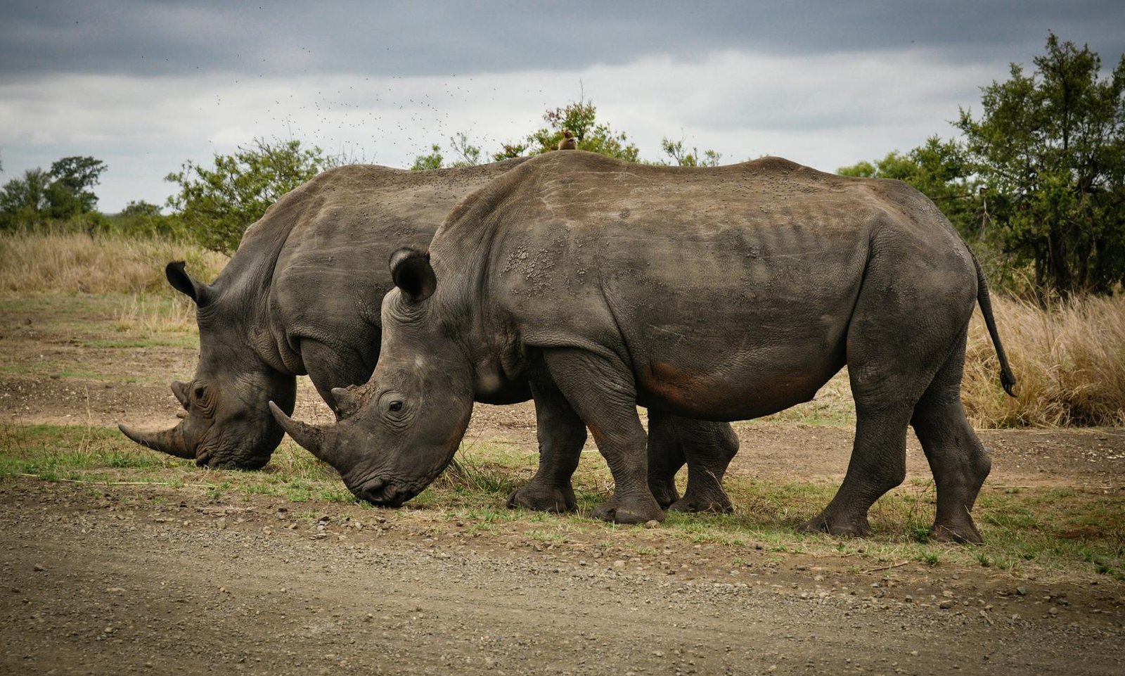 two rhino on gray field